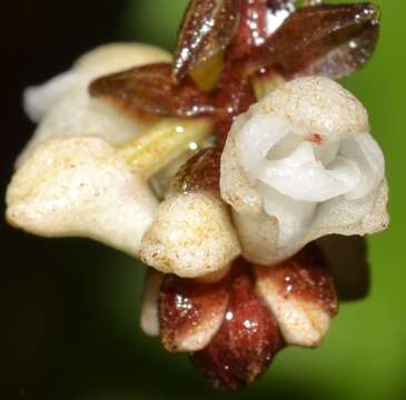 Plancia ëd Appendicula cornuta Blume