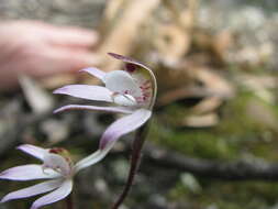 Image of Dusky fingers orchid