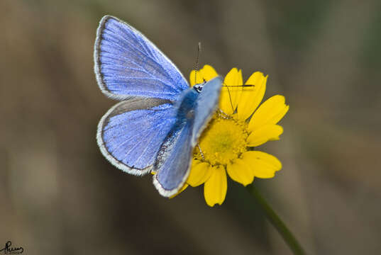 Image of common blue