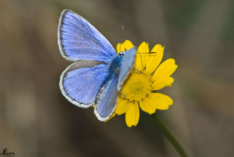 Image of common blue