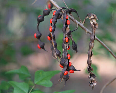 Plancia ëd Erythrina herbacea L.