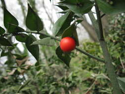 Image of butcher's broom