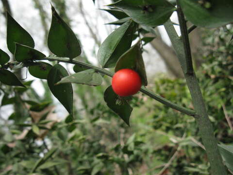 Image of Box Holly