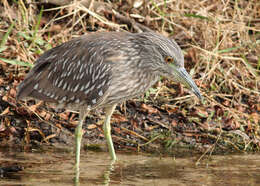 Image of Night Herons