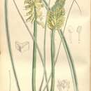 Image of Kniphofia breviflora Harv. ex Baker