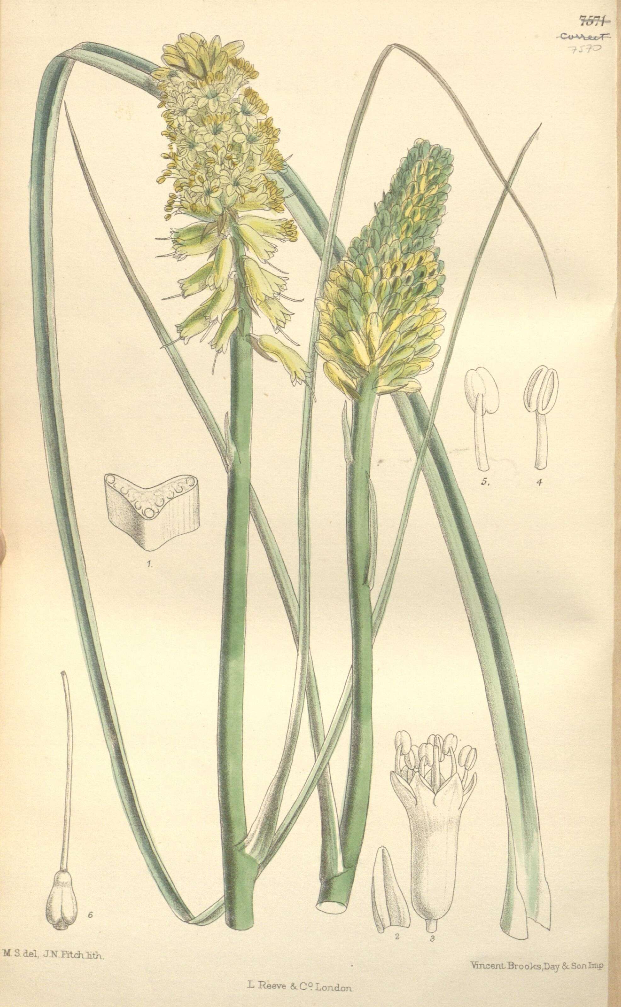 Sivun Kniphofia breviflora Harv. ex Baker kuva