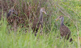 Image of limpkins