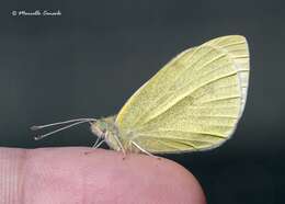 Image of Southern Small White