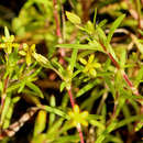 Image of sanddune cinchweed