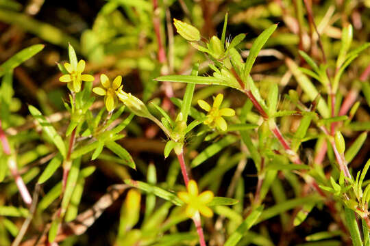 Pectis glaucescens (Cass.) D. J. Keil resmi