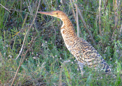 Image of Rufescent Tiger Heron