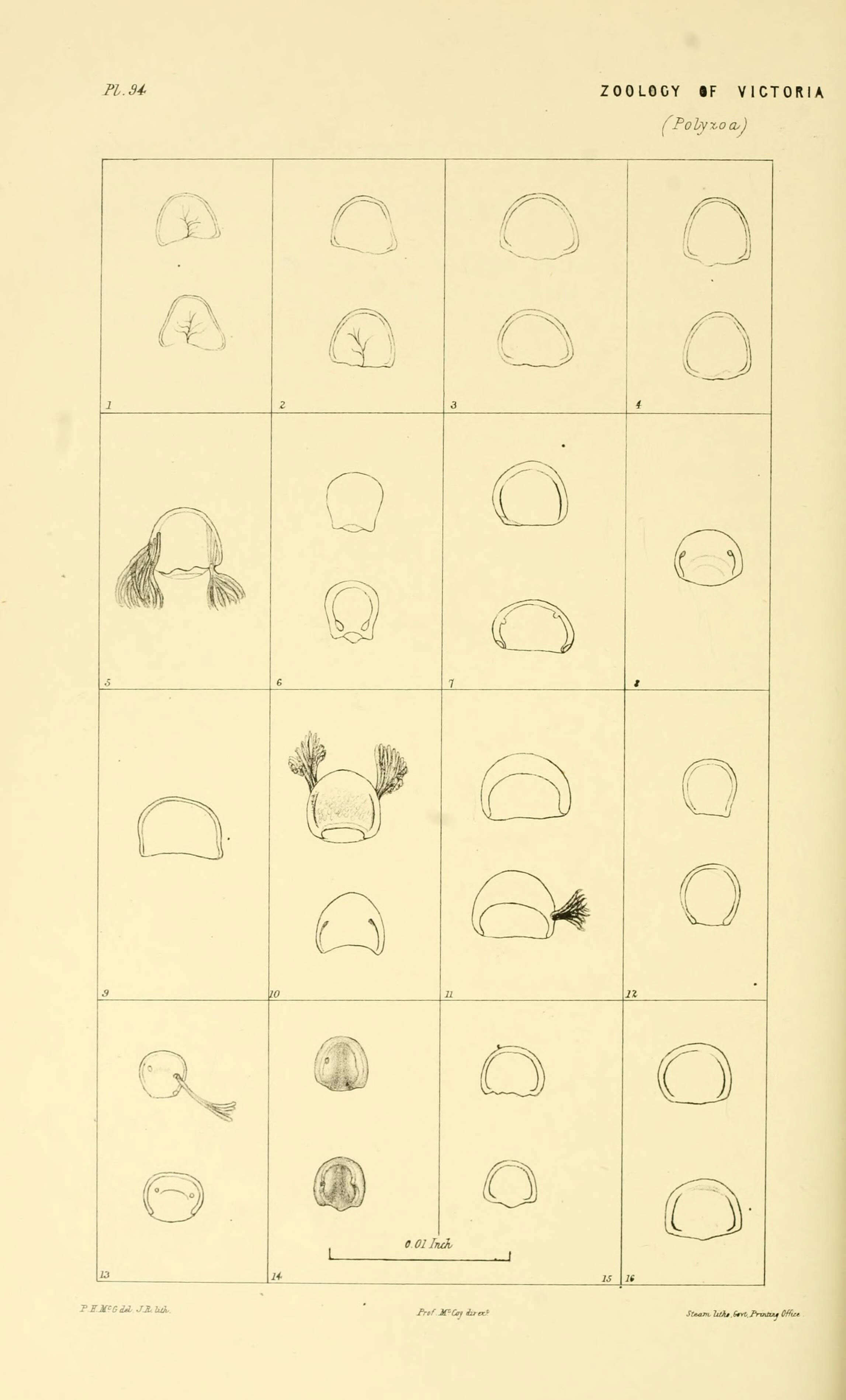 Image of Celleporoidea Johnston 1838