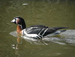 Image of Hawaiian goose