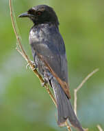 Image of Fork-tailed Drongo