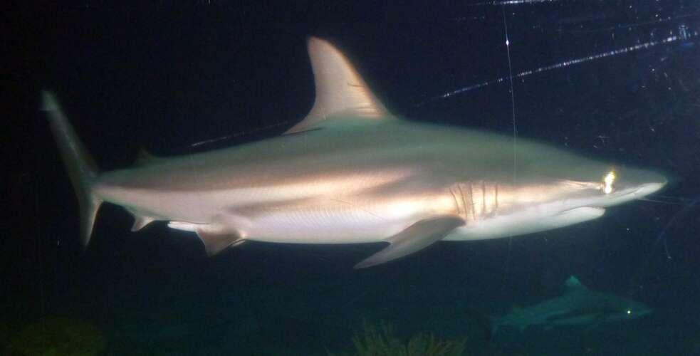 Image of Blacktip Shark