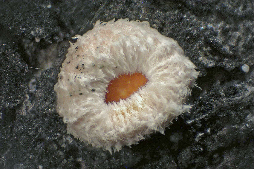 Image of Hyaloscyphaceae