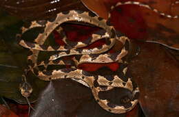 Image of Blunthead Tree Snake