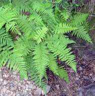 Image of ladyfern