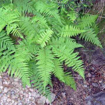 Image of Lady-fern