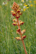 Image of Orobanche gracilis Sm.