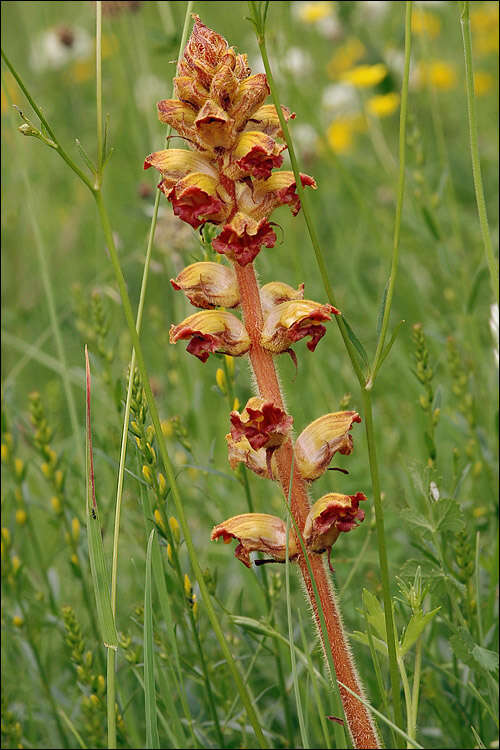 Image of Orobanche gracilis Sm.