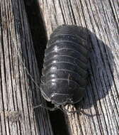 Image of pill bugs