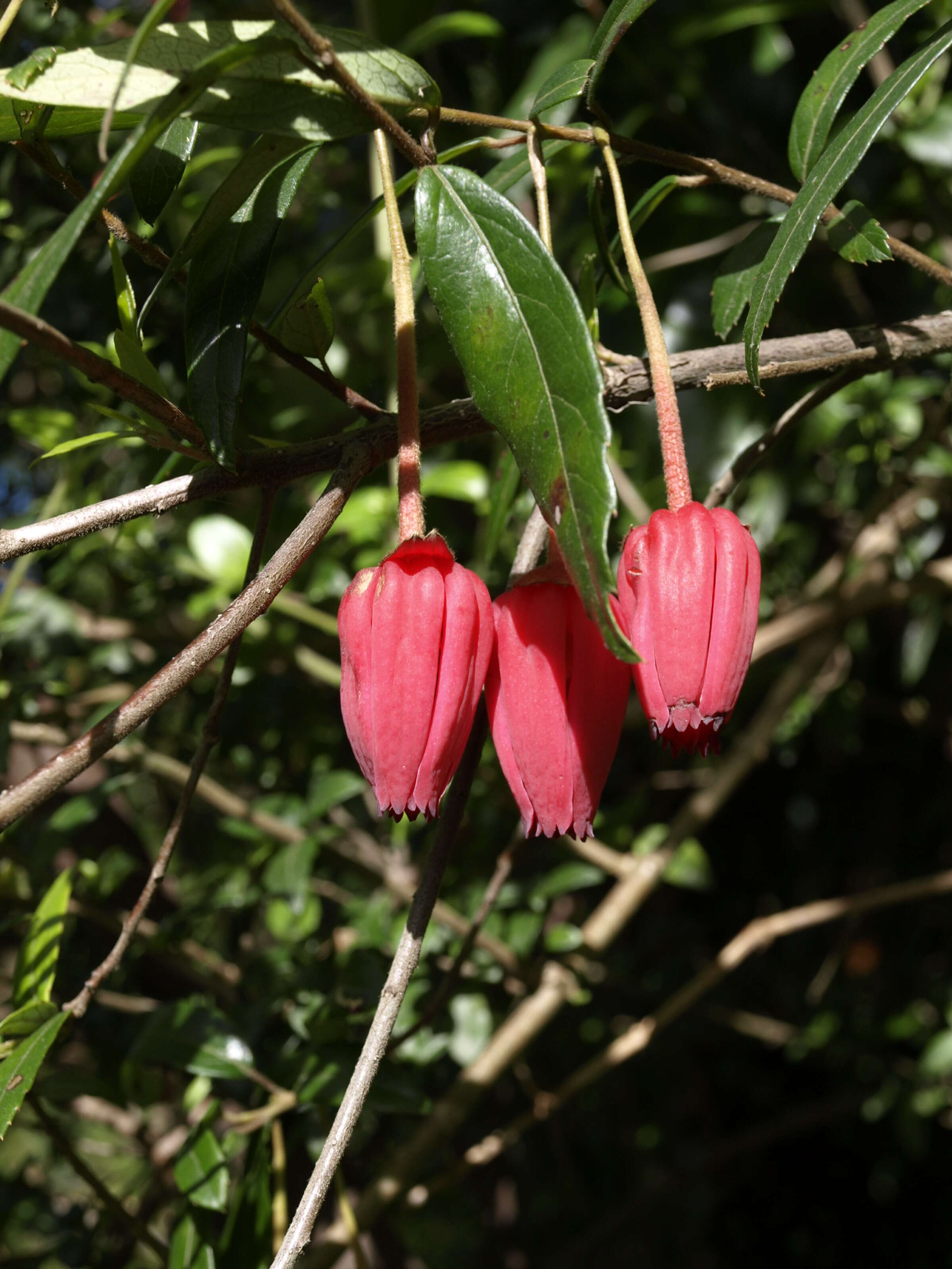 Image of Crinodendron