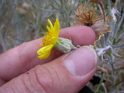 Image of threadleaf ragwort