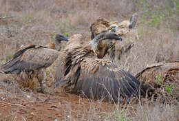 Image of White-backed Vulture