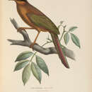 Image of Lesser Ground Cuckoo
