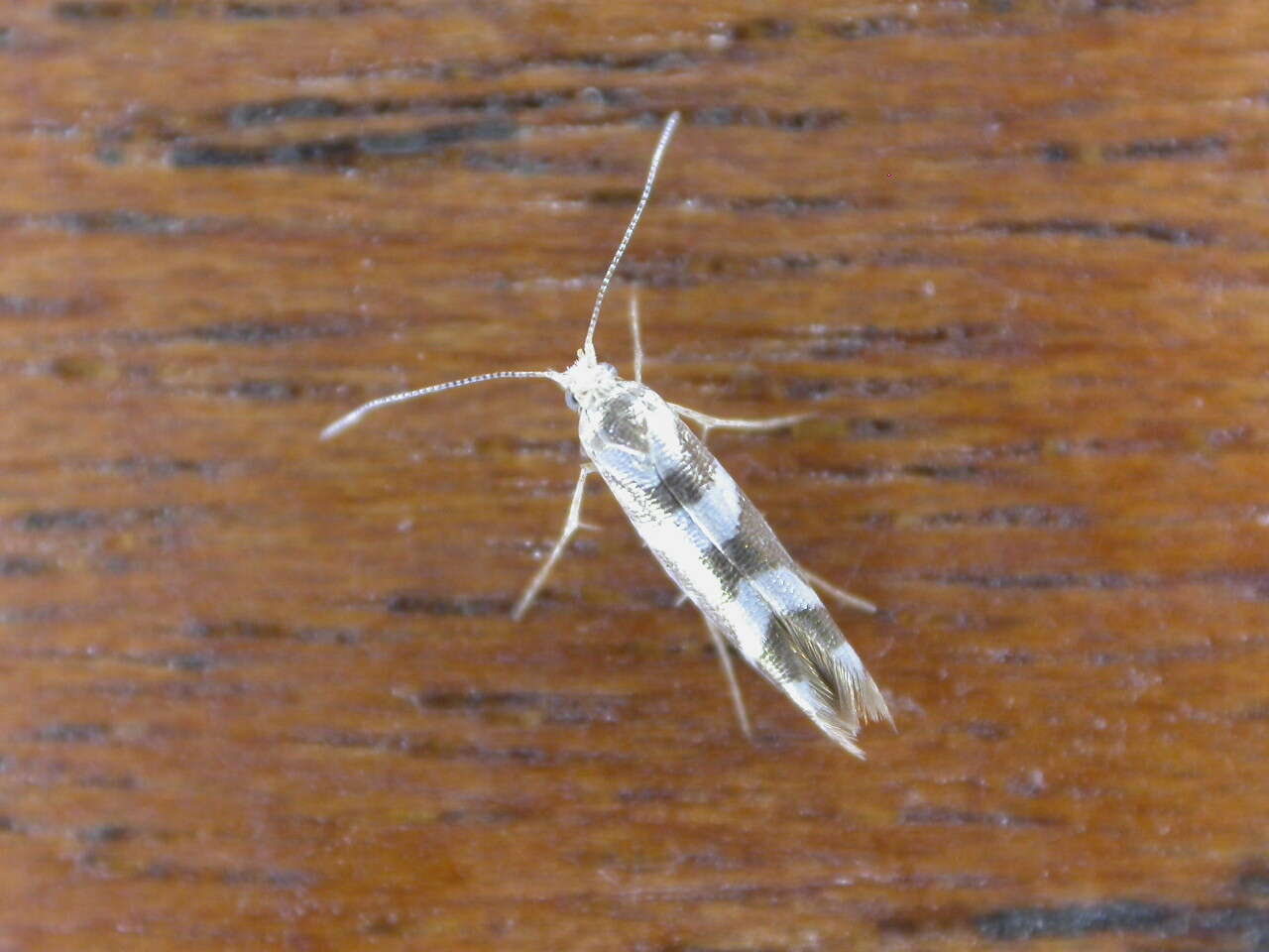 Image of shiny head-standing moths