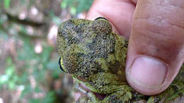 Image of Lophyohylinae Miranda-Ribeiro 1926