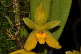 Image of Bulbophyllum pileatum Lindl.