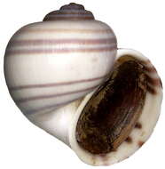 Image of Gastropoda