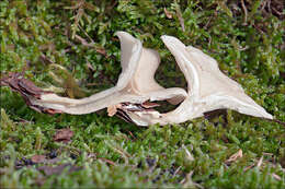 Image of Clitocybe phaeophthalma (Pers.) Kuyper 1981