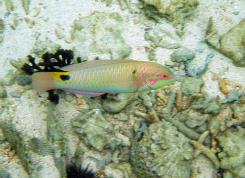 Image of Threespot wrasse