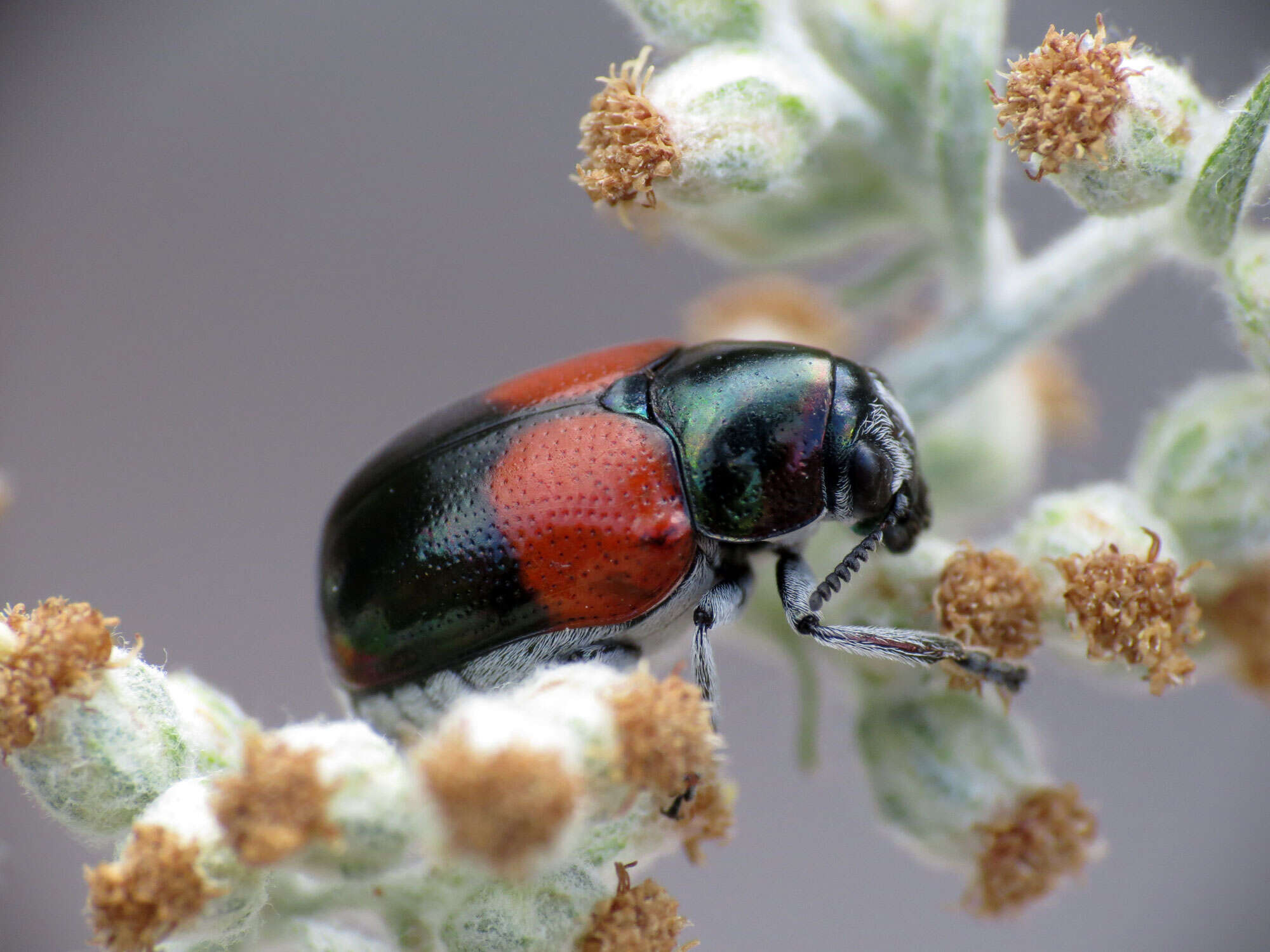 Слика од Megalostomis (Pygidiocarina) pyropyga Lacordaire 1848