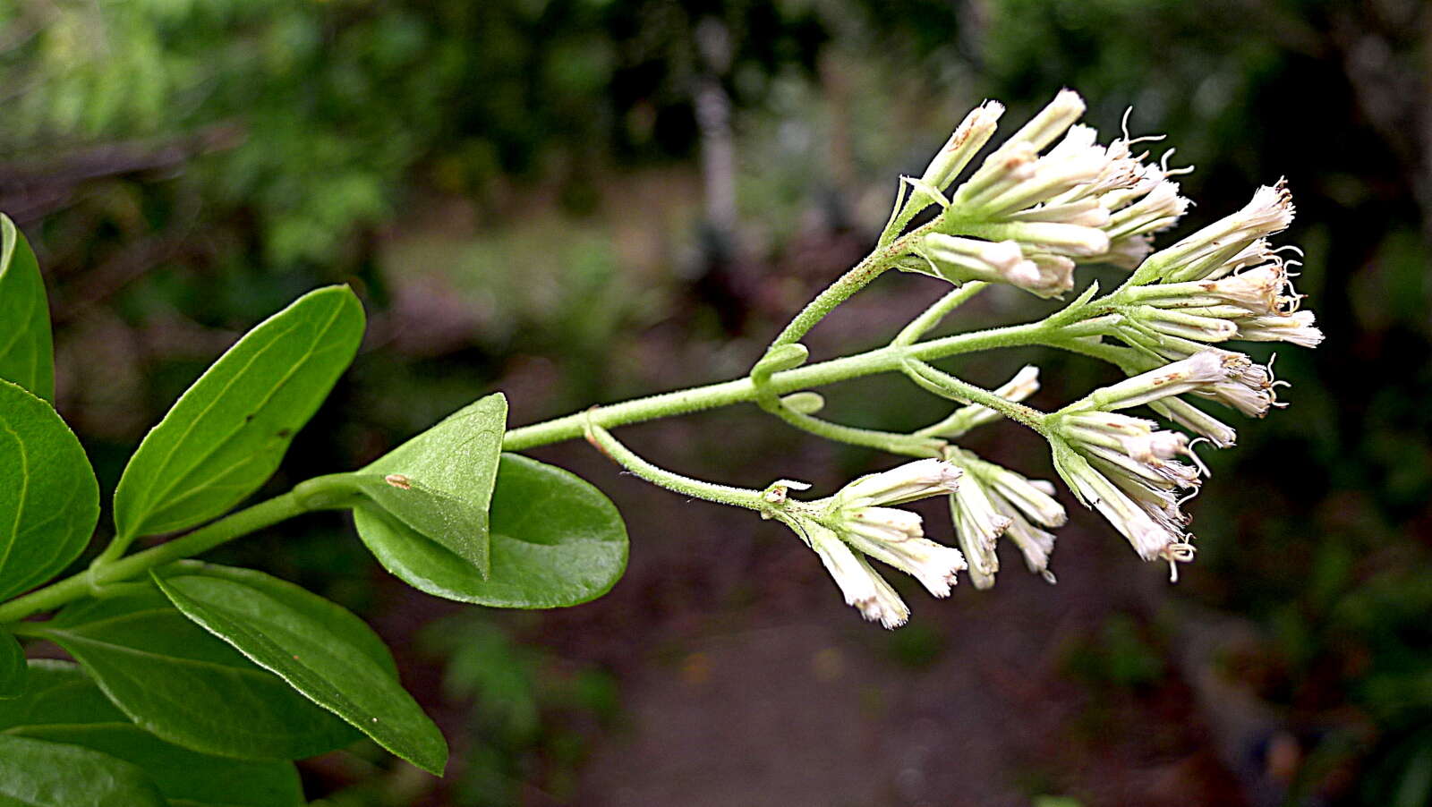 Mikania obovata DC. resmi