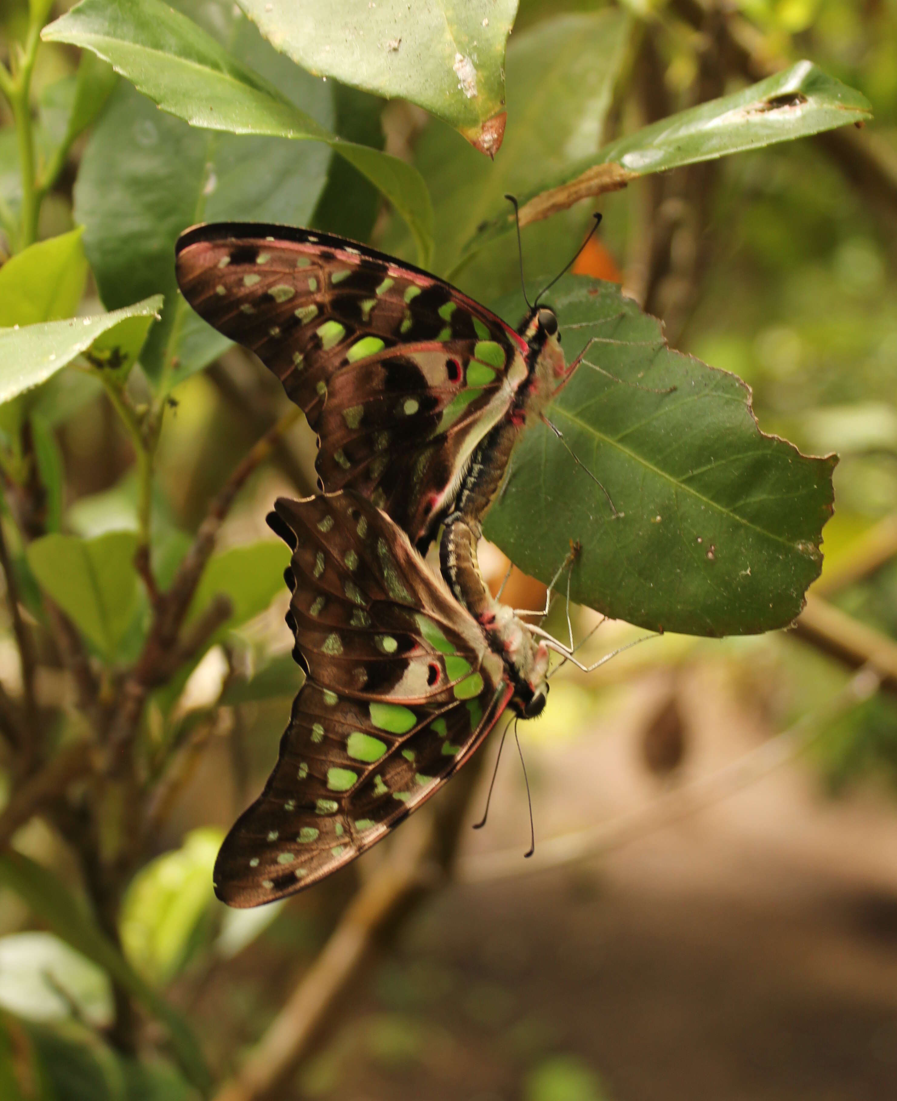 Image of Graphium