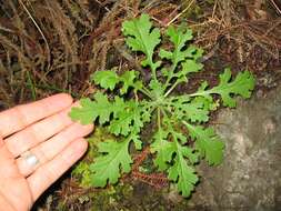 Image of wood groundsel, heather groundsel