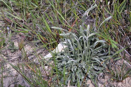 Plantago albicans L. resmi