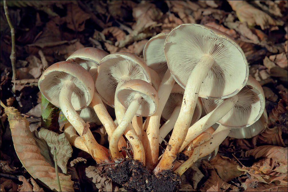 Image of Hypholoma