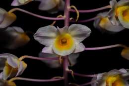 صورة Dendrobium amabile (Lour.) O'Brien