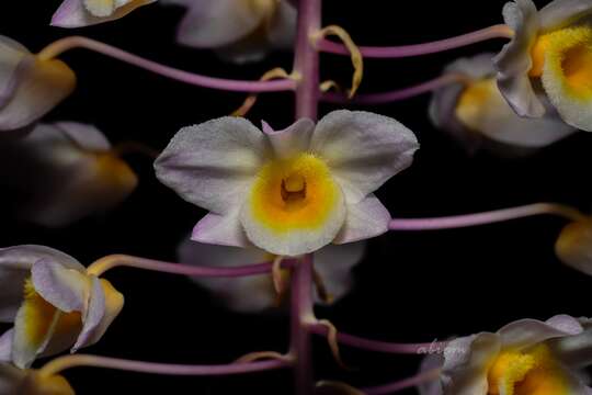 Image of Dendrobium amabile (Lour.) O'Brien