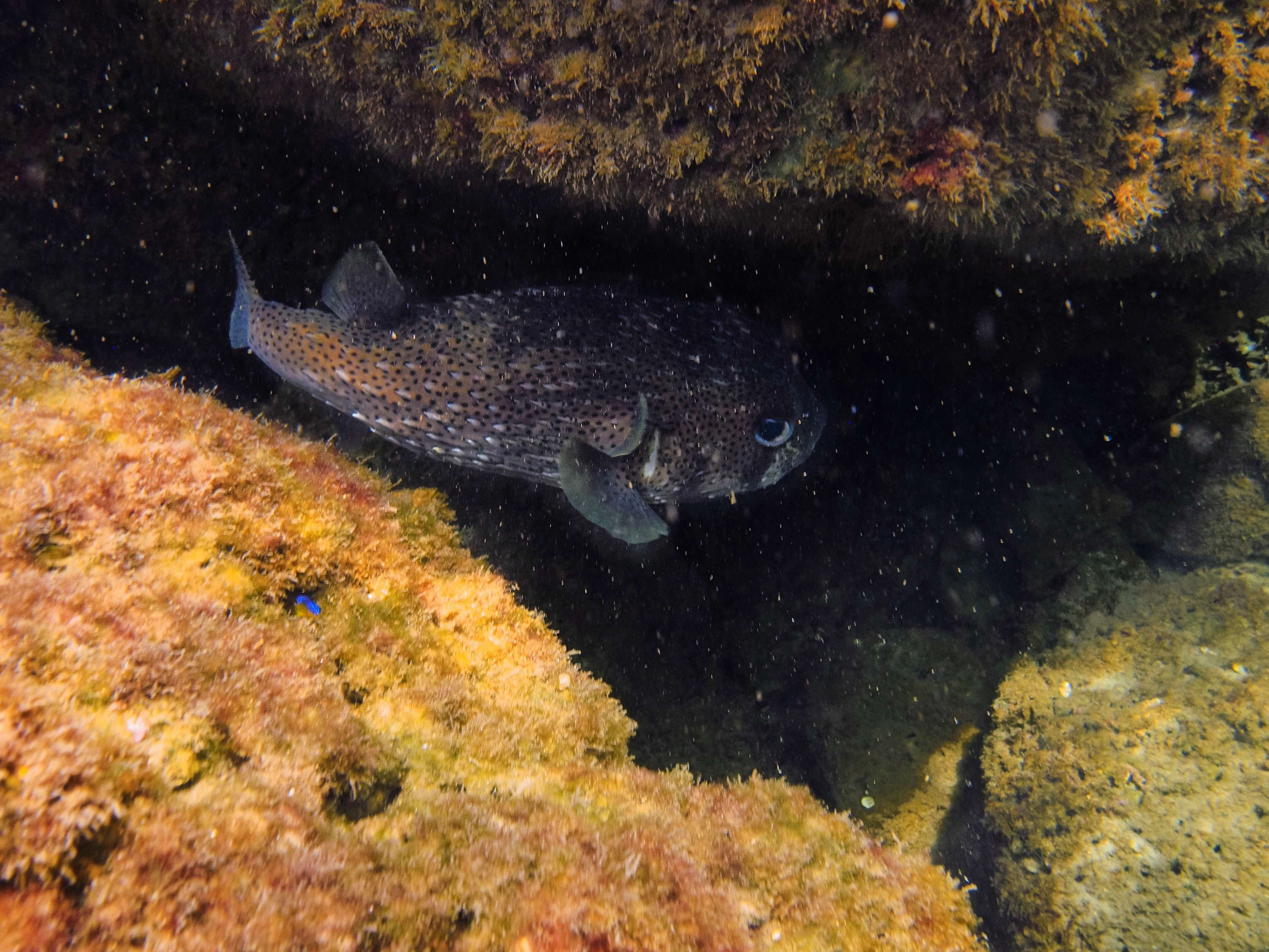 Image of Porcupinefish