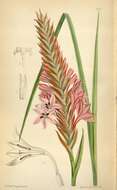 Imagem de Watsonia densiflora Baker