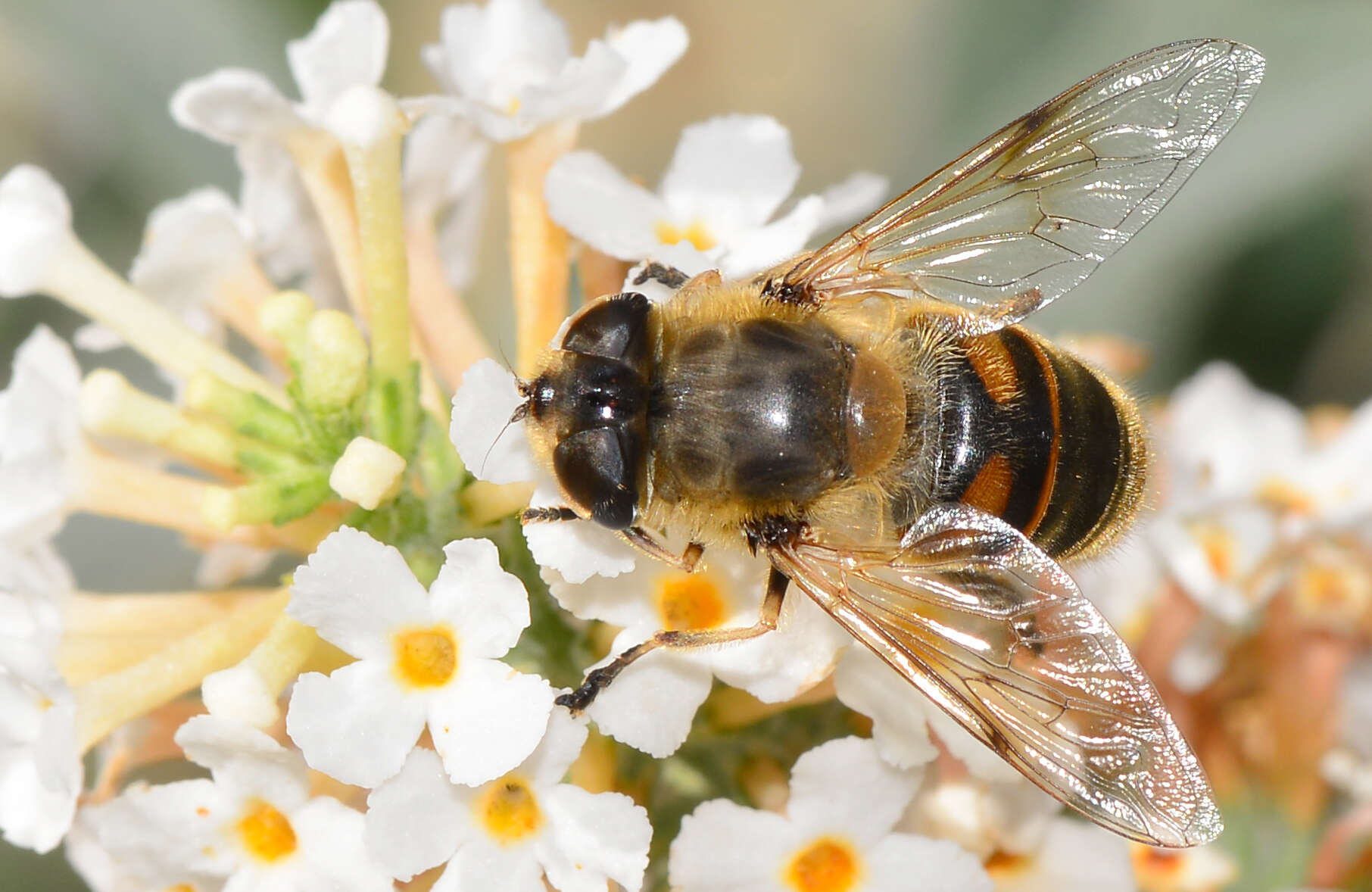 Image of drone fly