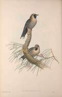 Image of woodswallows