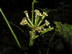 Image of Dendropanax sessiliflorus (Standl. & A. C. Sm.) A. C. Sm.