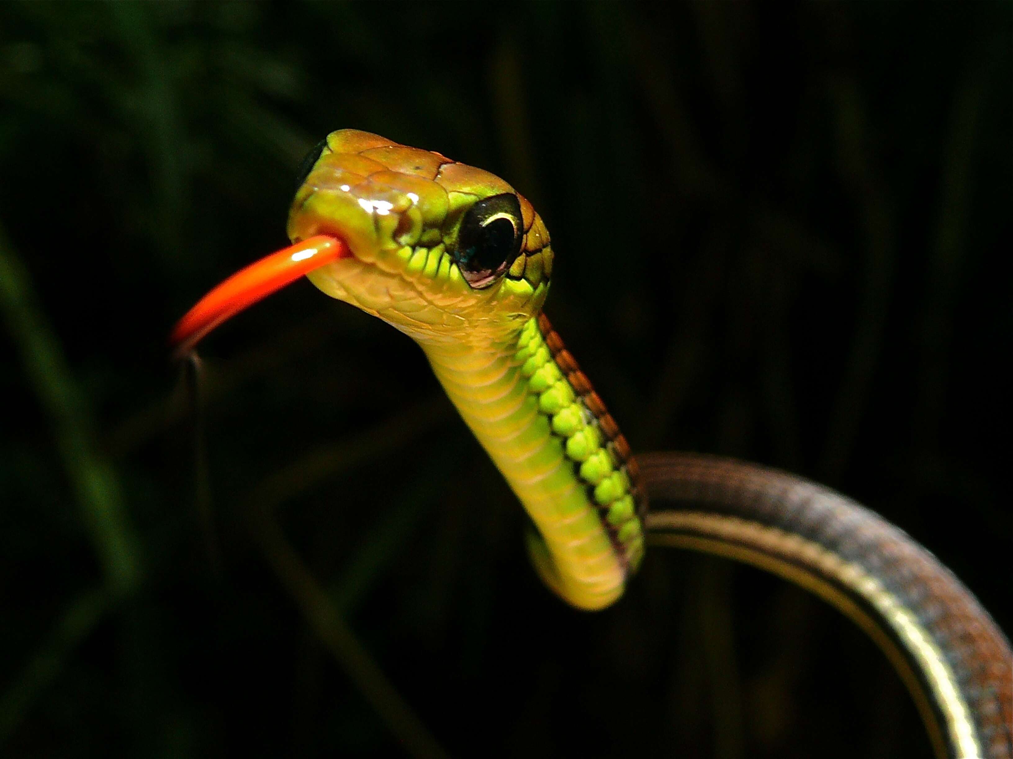 Image of Beautiful Bronzeback Tree Snake